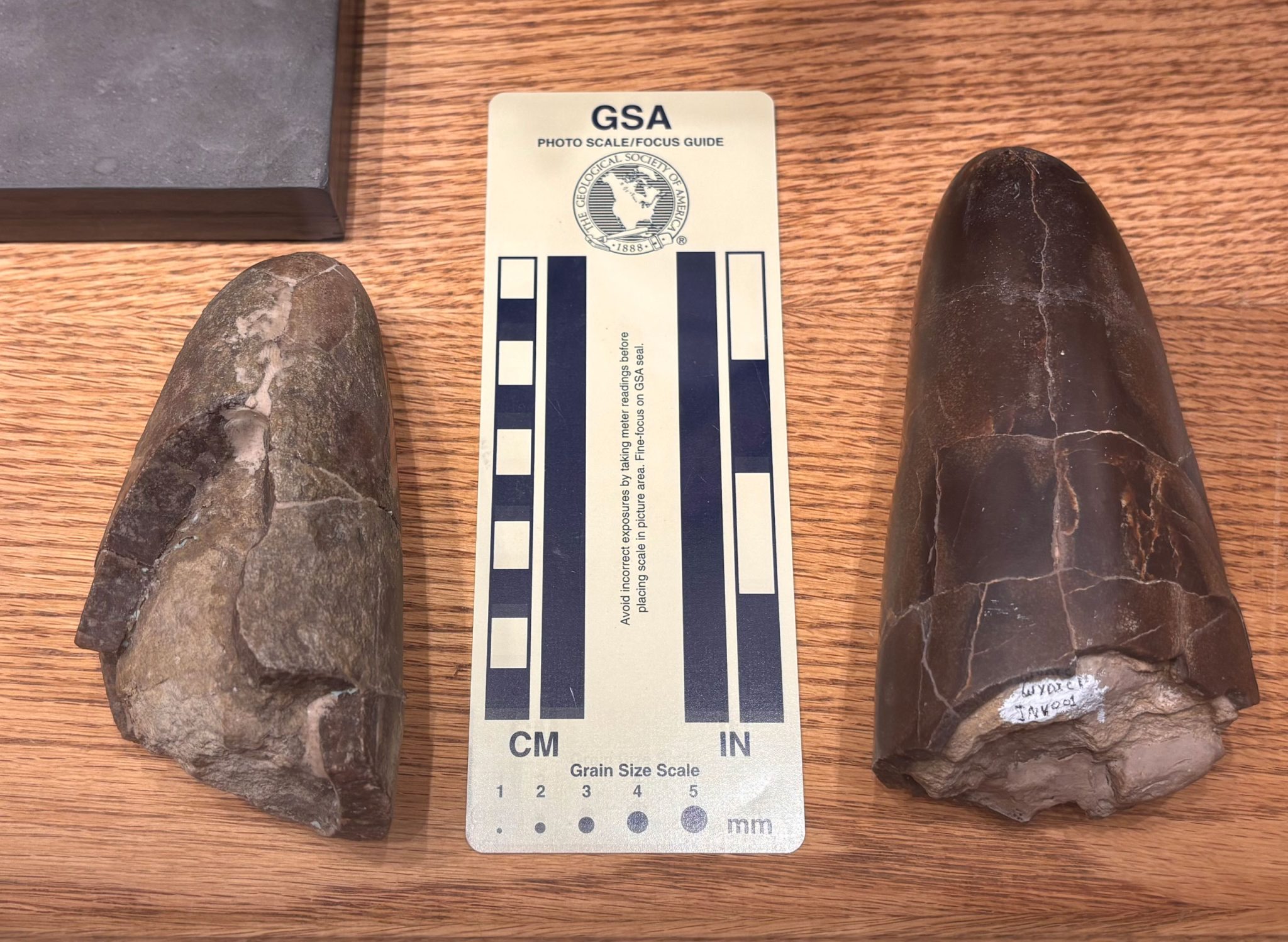 Wyoteuthis-Linsterorum-Paratype-and-Holotype-With-Scale-Bar-2048x1498.jpg