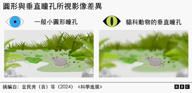 图解:圆形与垂直瞳孔所视影像差异