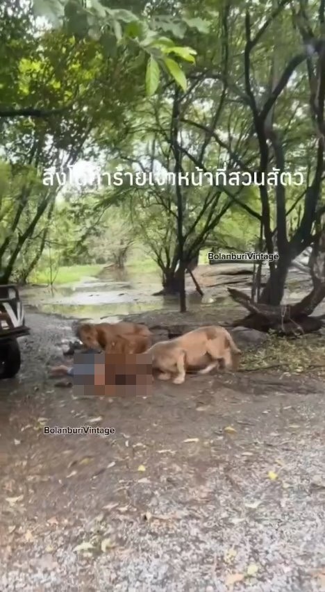 泰国曼谷野生动物园「Safari World」惊传饲养员遭到狮群围攻、撕咬至死的惨剧，且现场众多游客目睹过程、惊恐地放声尖叫。（X@ModernCatz）