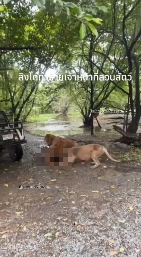 泰国曼谷野生动物园「Safari World」惊传饲养员遭到狮群围攻、撕咬至死的惨剧，且现场众多游客目睹过程、惊恐地放声尖叫。（X@ModernCatz）