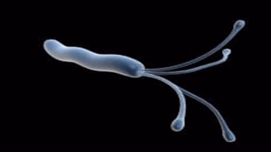 幽门螺杆菌(Helicobacter pylori)。