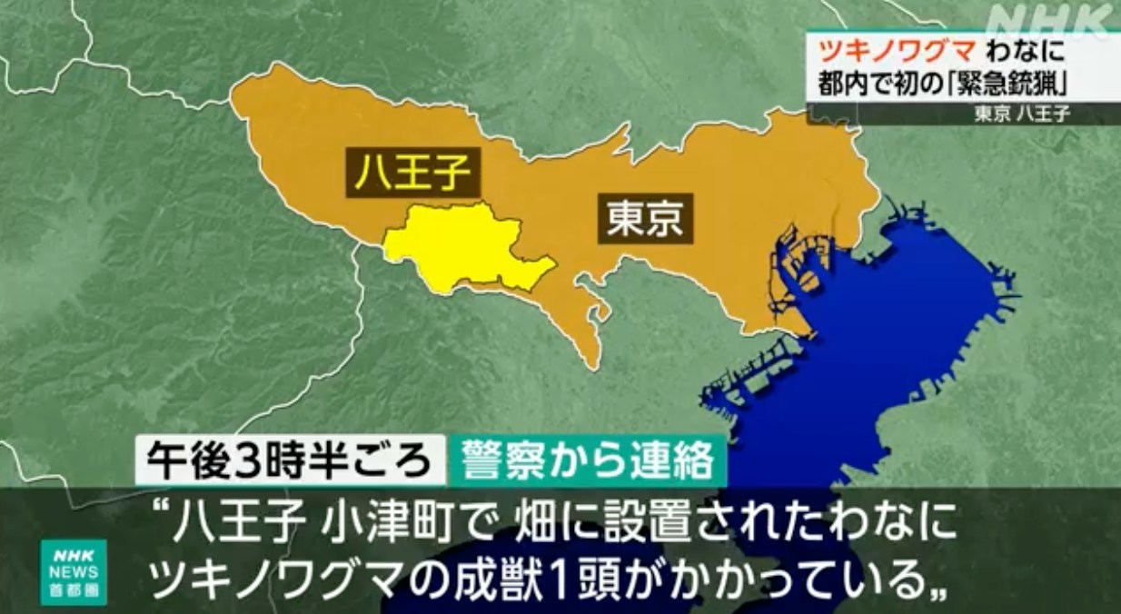 日本东京都八王子市2026年9月28日在当地一处郊区农田发现一头被误坠针对野猪及鹿陷阱的亚洲黑熊,并于同日将其扑杀,是东京市政府首次透过「紧急猎杀」制度扑杀熊只。图为八王子市的位置。(NHK截图)