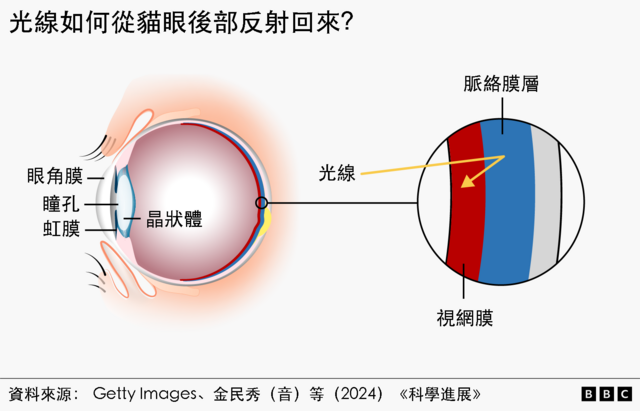图解:光线如何从猫眼后部反射回来?