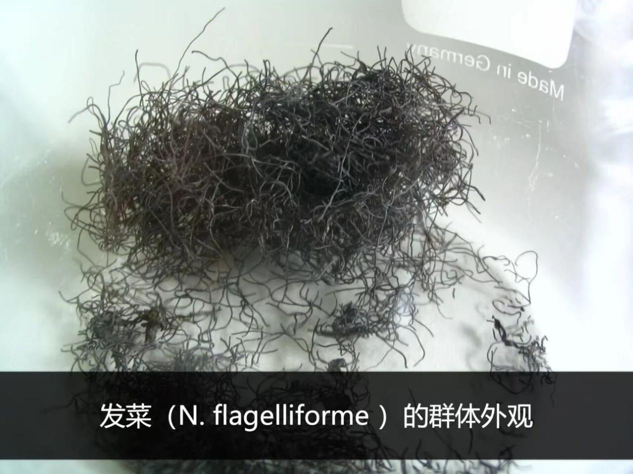 图片来源:@顾有容