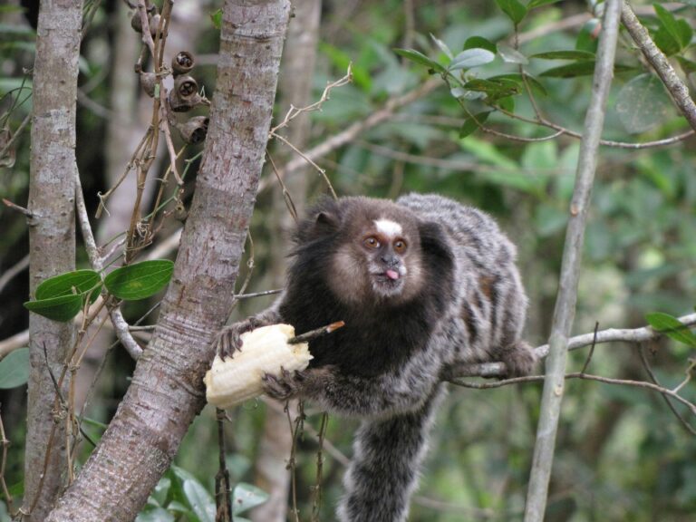 gray and brown marmoset macro photography